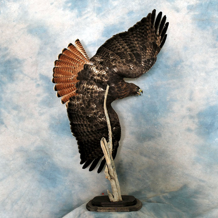 Red-Tailed Hawk Reno Nevada bird taxidermy