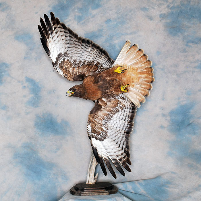 Red-Tailed Hawk Reno Nevada bird taxidermy