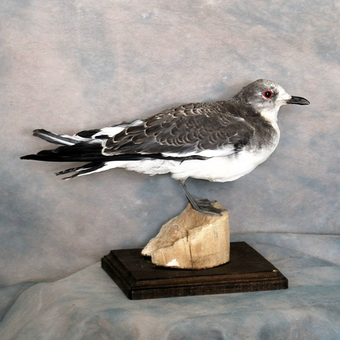 Sabine's Gull Reno Nevada bird taxidermy