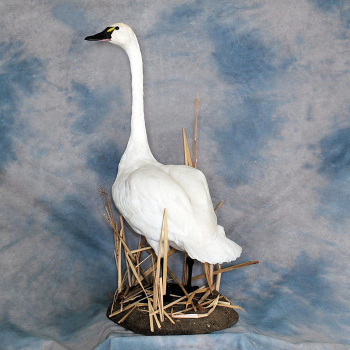 Tundra Swan Reno Nevada bird taxidermy