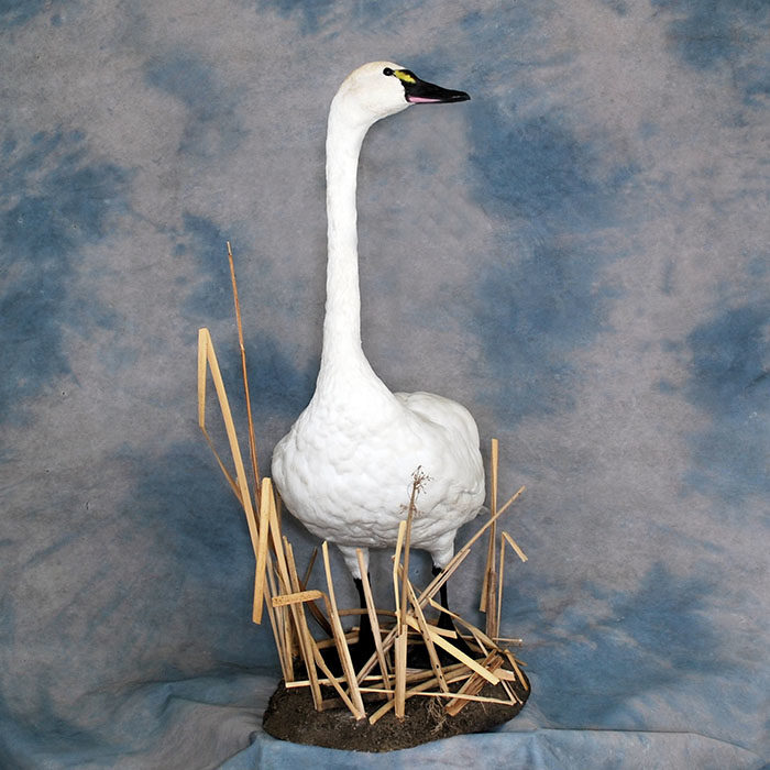 Tundra Swan Reno Nevada bird taxidermy