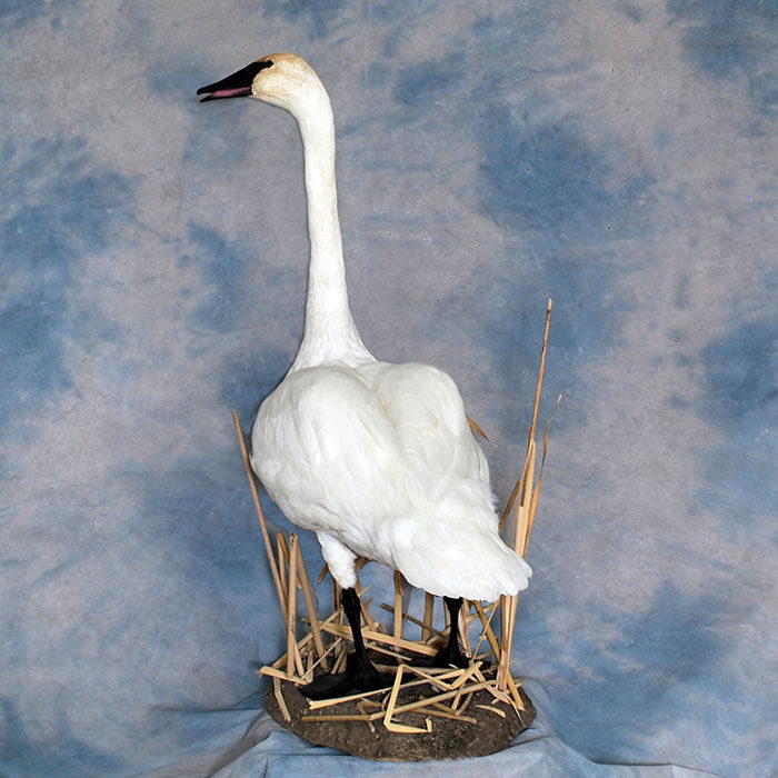 Trumpeter Swan Reno Nevada bird taxidermy