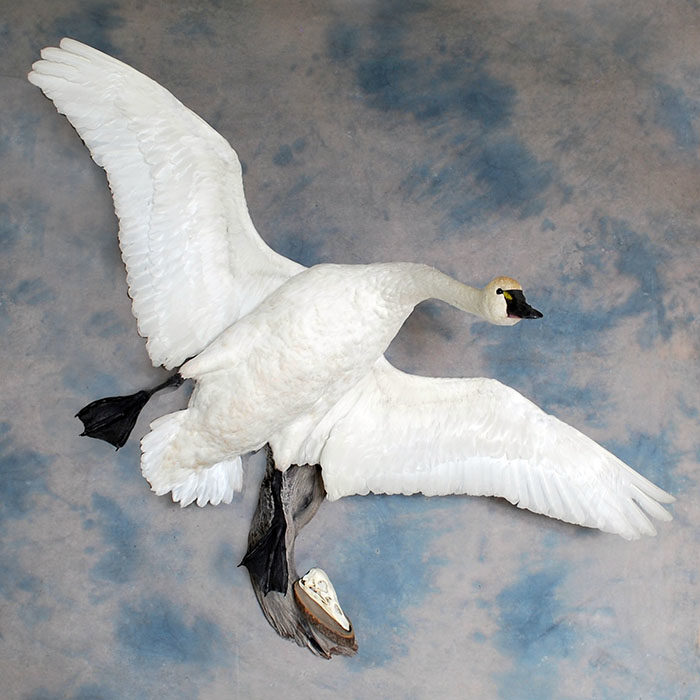 Tundra Swan Reno Nevada bird taxidermy