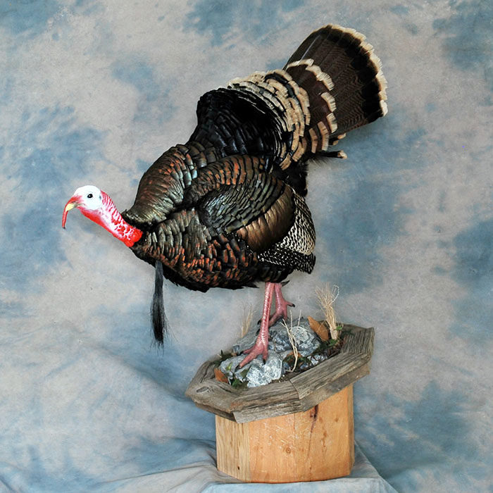 Turkey Reno Nevada bird taxidermy