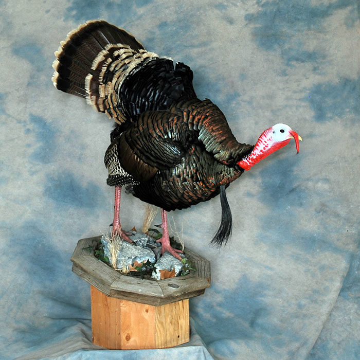 Turkey Reno Nevada bird taxidermy