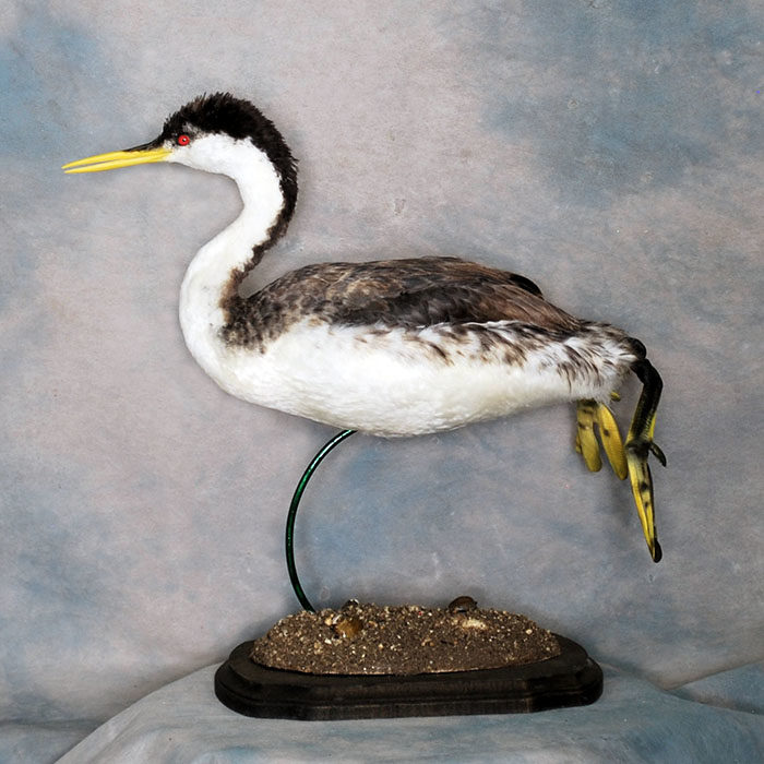 Western Grebe Reno Nevada bird taxidermy