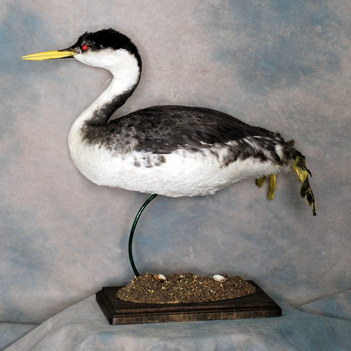 Western Grebe Reno Nevada bird taxidermy