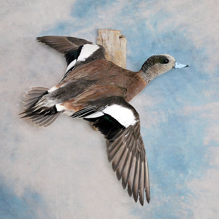 American Wigeon Reno Nevada bird taxidermy