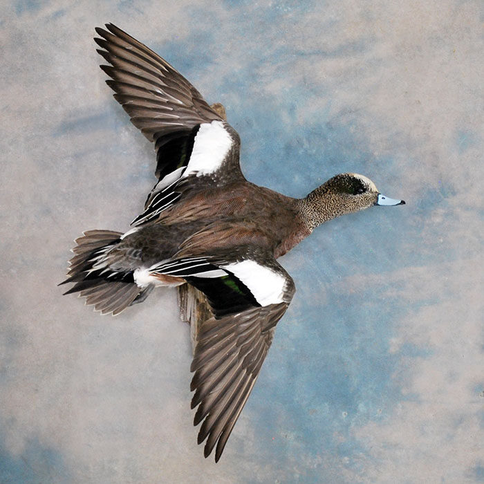 American Wigeon Reno Nevada bird taxidermy