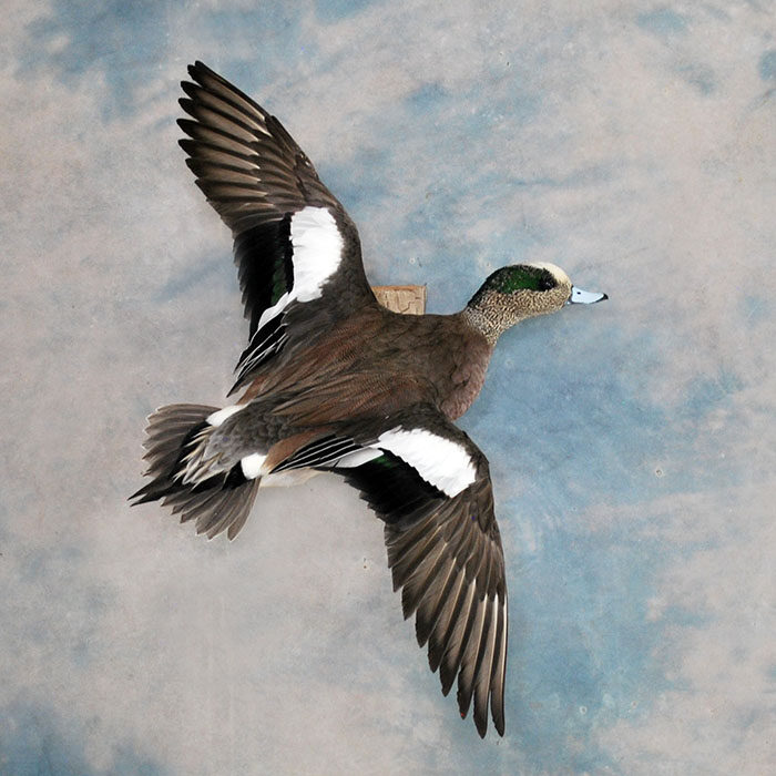 American Wigeon Reno Nevada bird taxidermy