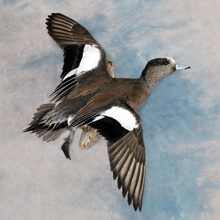 American Wigeon Reno Nevada bird taxidermy