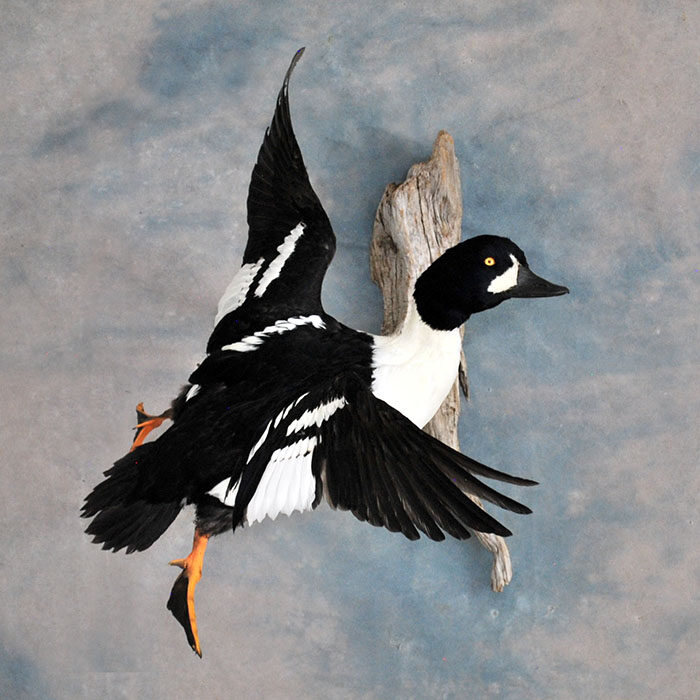 Barrow's Goldeneye Nevada bird taxidermy