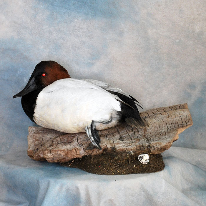 Canvasback Nevada bird taxidermy