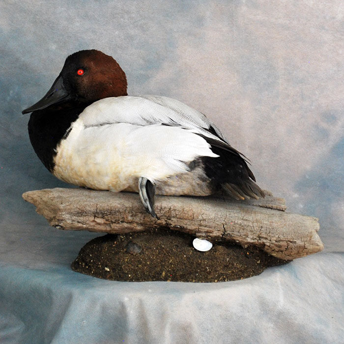 Canvasback Nevada bird taxidermy