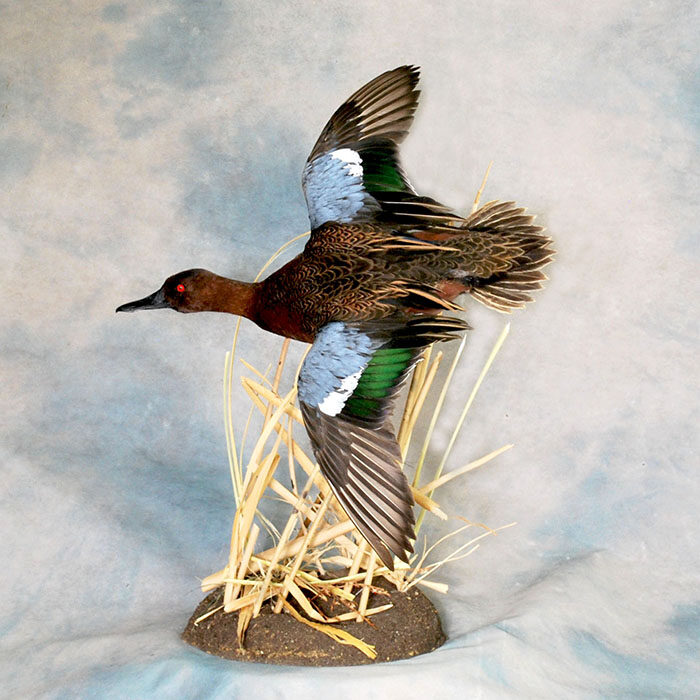 Cinnamon Teal Reno Nevada bird taxidermy