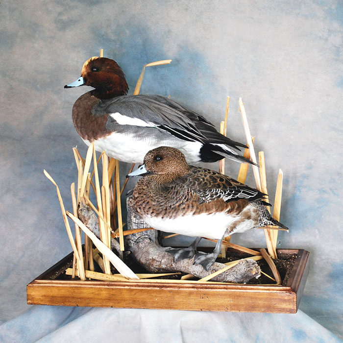 American Wigeon Reno Nevada bird taxidermy