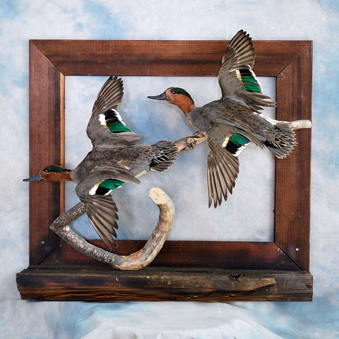 Reno Green-Wing Teal Nevada bird taxidermy