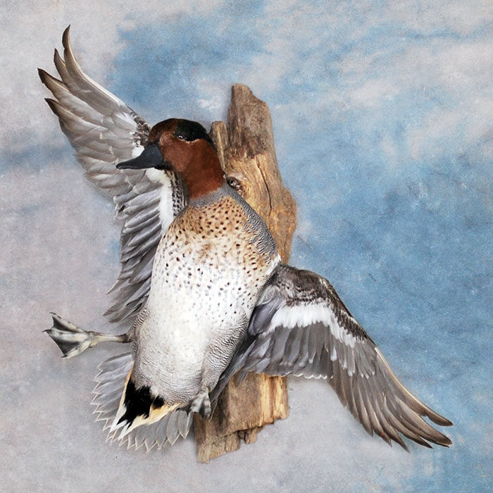 Green-Wing Teal Nevada bird taxidermy