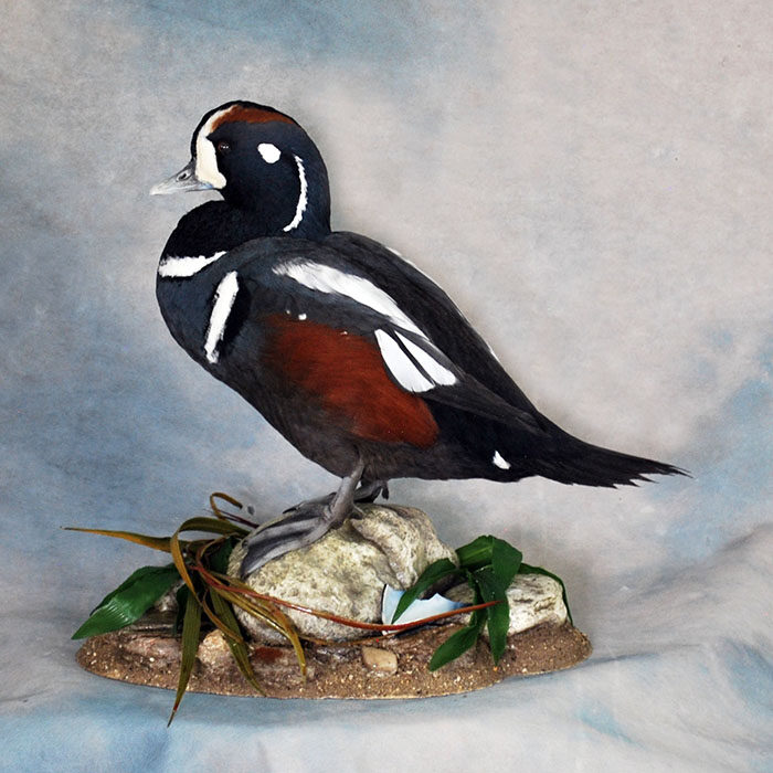 Harlequin Nevada bird taxidermy