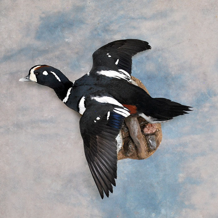 Harlequin Nevada bird taxidermy