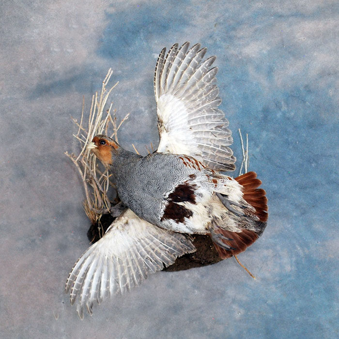 Hungarian Partridge Nevada bird taxidermy