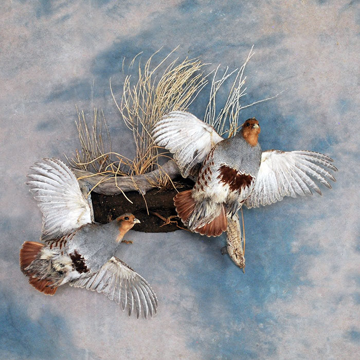 Hungarian Partridge Nevada bird taxidermy