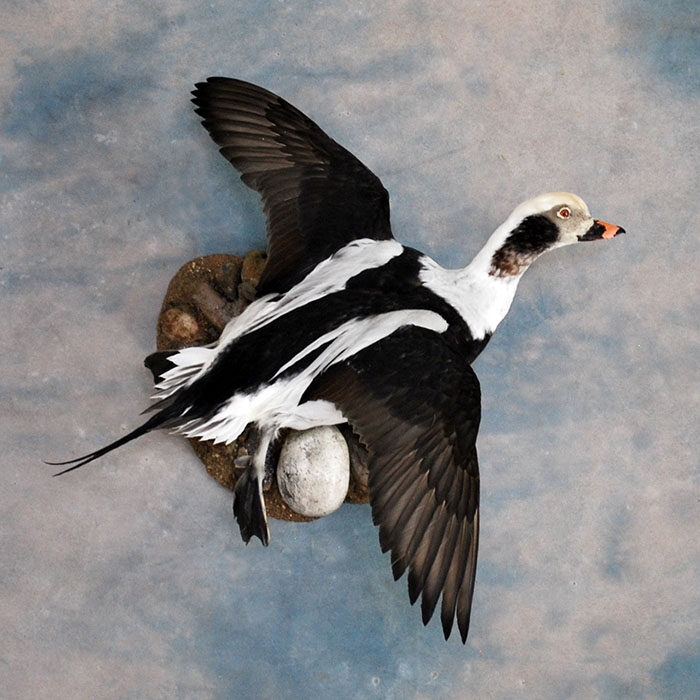 Longtail Nevada bird taxidermy