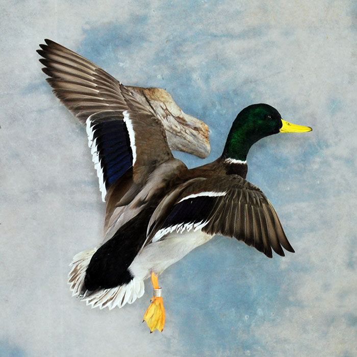 Mallard Nevada bird taxidermy