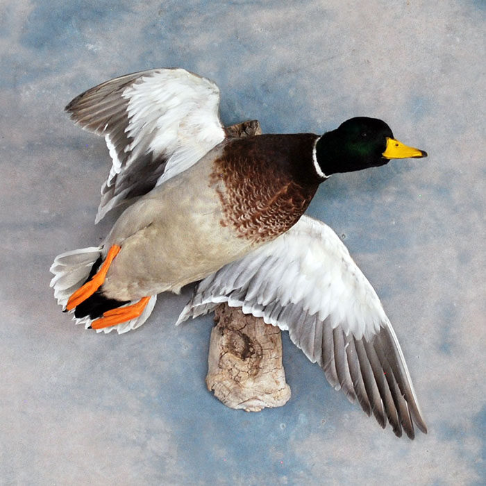 Mallard Nevada bird taxidermy