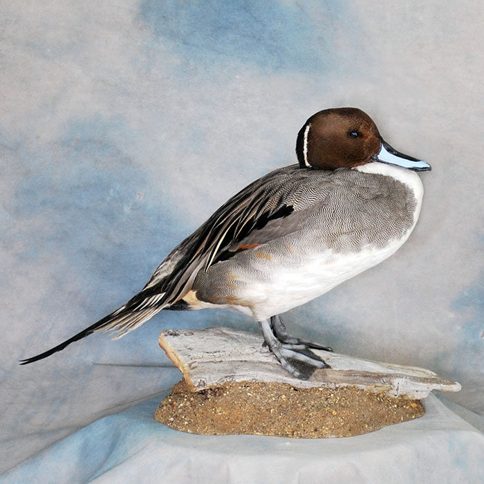 Northern Pintail Nevada bird taxidermy