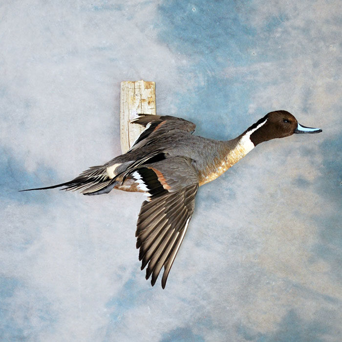 Northern Pintail Nevada bird taxidermy