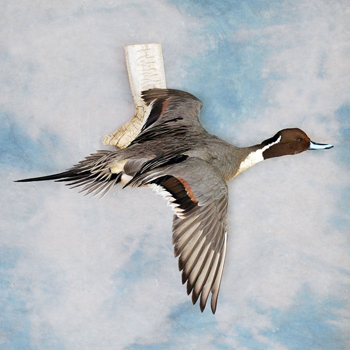 Northern Pintail Nevada bird taxidermy