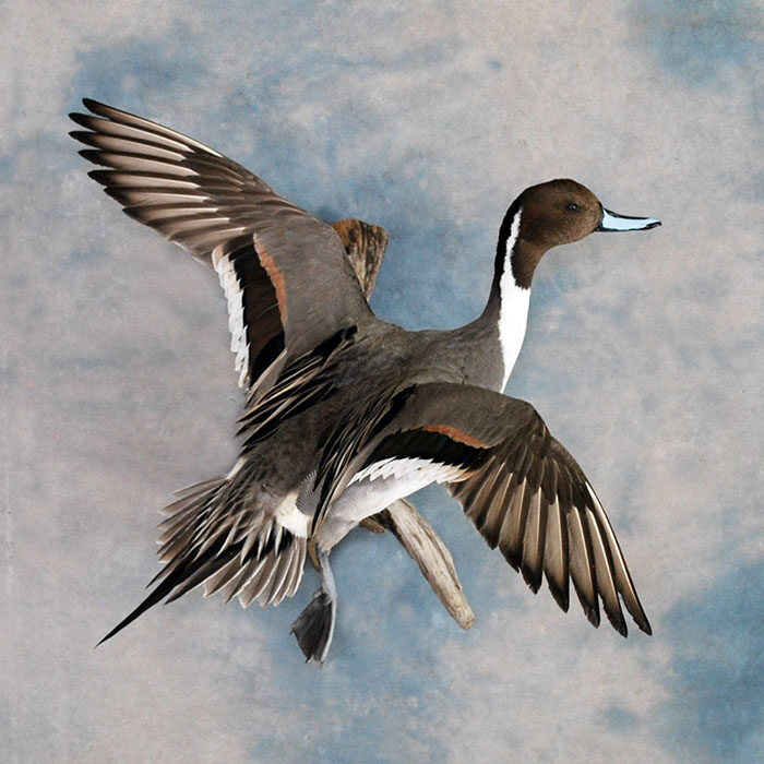 Northern Pintail Nevada bird taxidermy