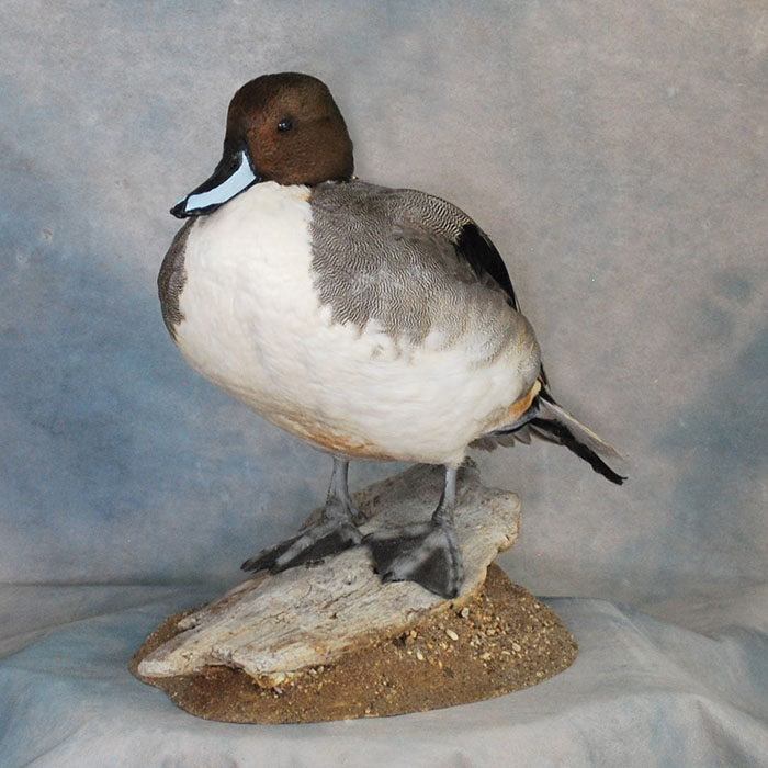 Northern Pintail Nevada bird taxidermy