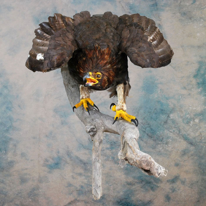 Golden Eagle Recreation Nevada bird taxidermy