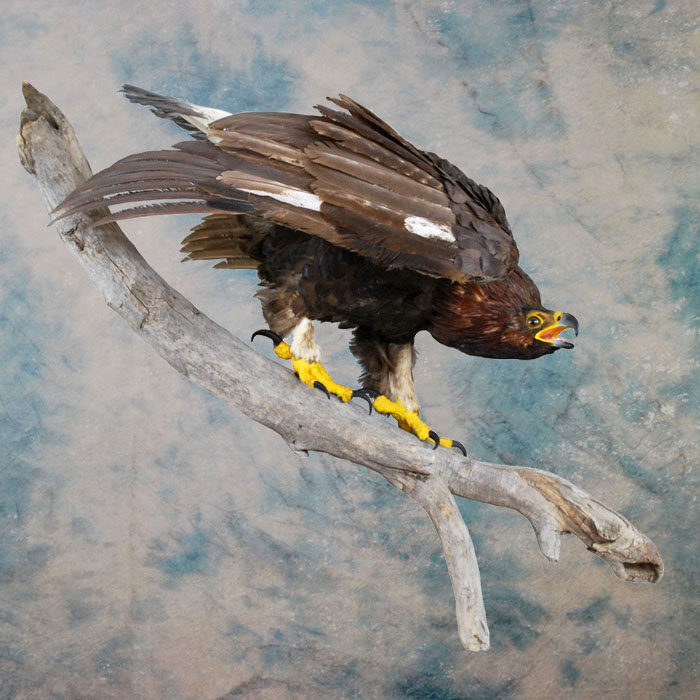 Golden Eagle Recreation Nevada bird taxidermy