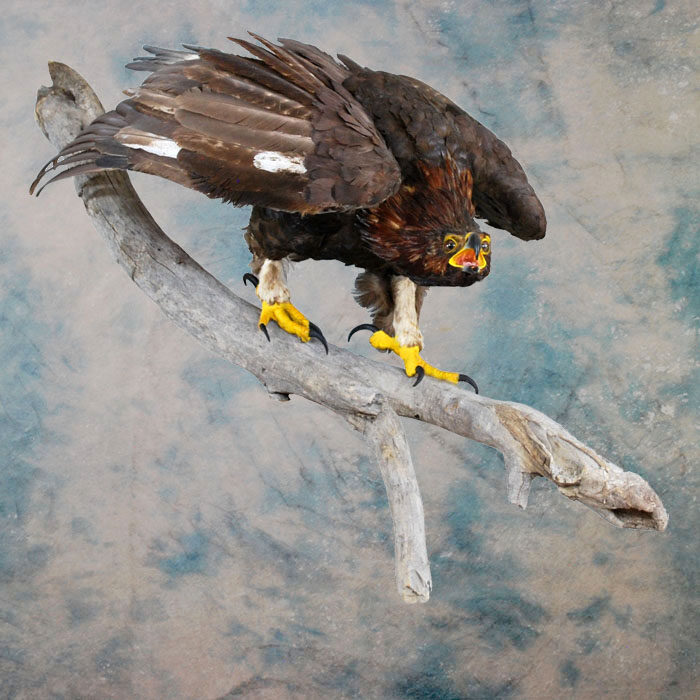 Golden Eagle Recreation Nevada bird taxidermy