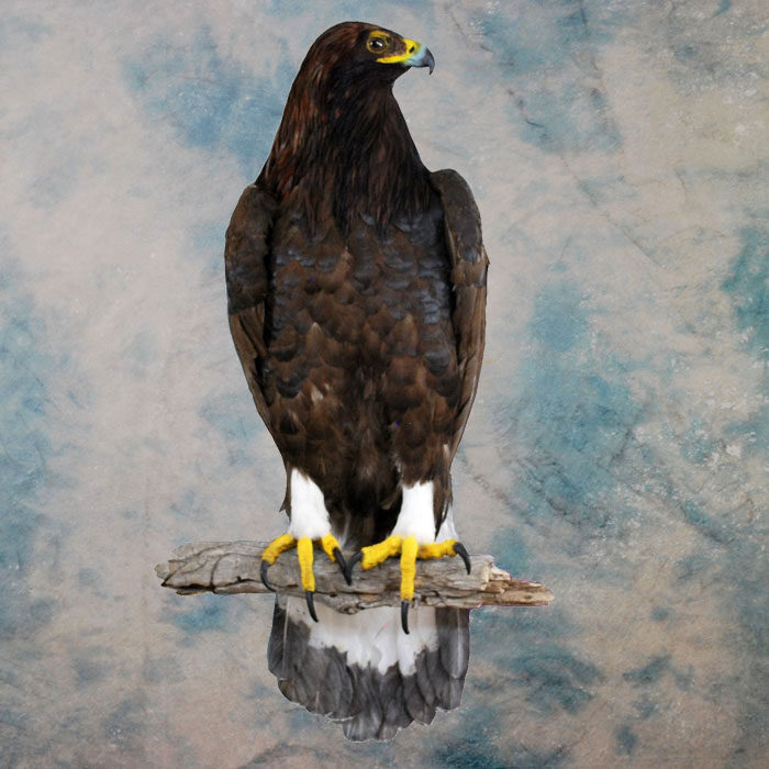 Golden Eagle Recreation Nevada bird taxidermy