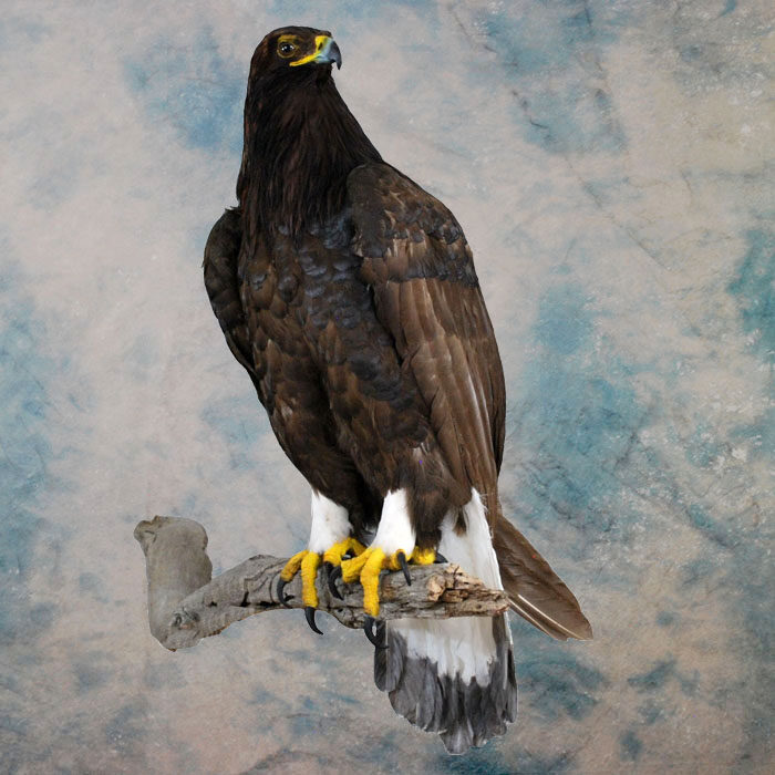 Golden Eagle Recreation Nevada bird taxidermy