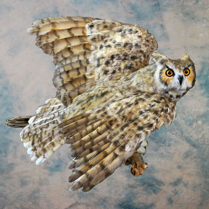 Great Horned Owl Recreation Nevada bird taxidermy