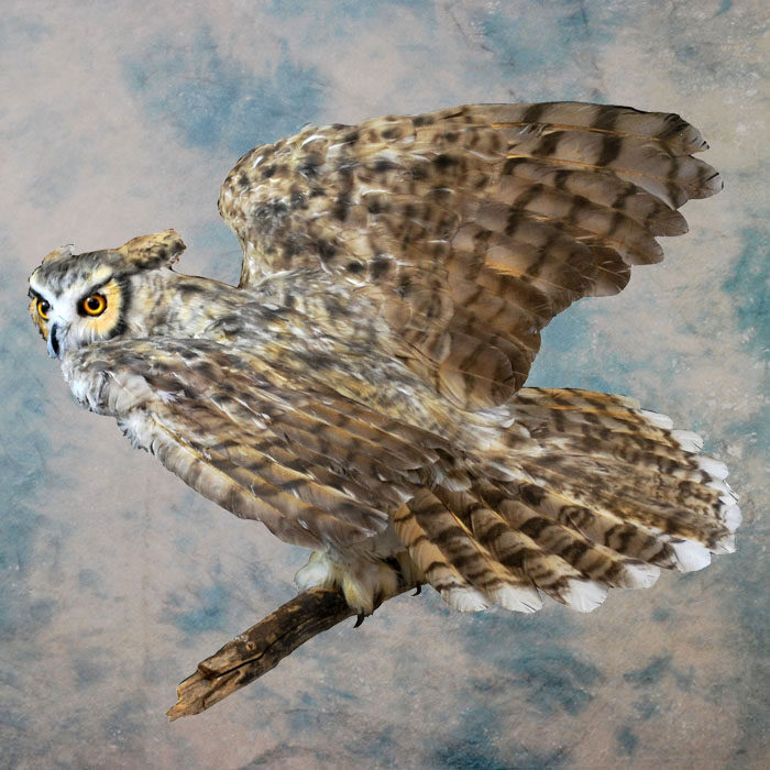 Great Horned Owl Recreation Nevada bird taxidermy