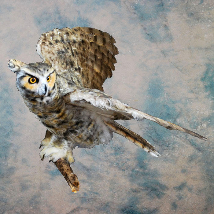 Great Horned Owl Recreation Nevada bird taxidermy