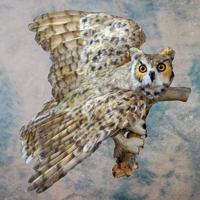 Great Horned Owl Recreation Nevada bird taxidermy