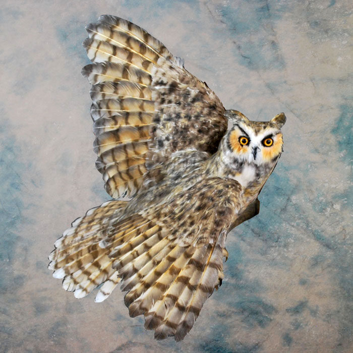 Great Horned Owl Recreation Nevada bird taxidermy