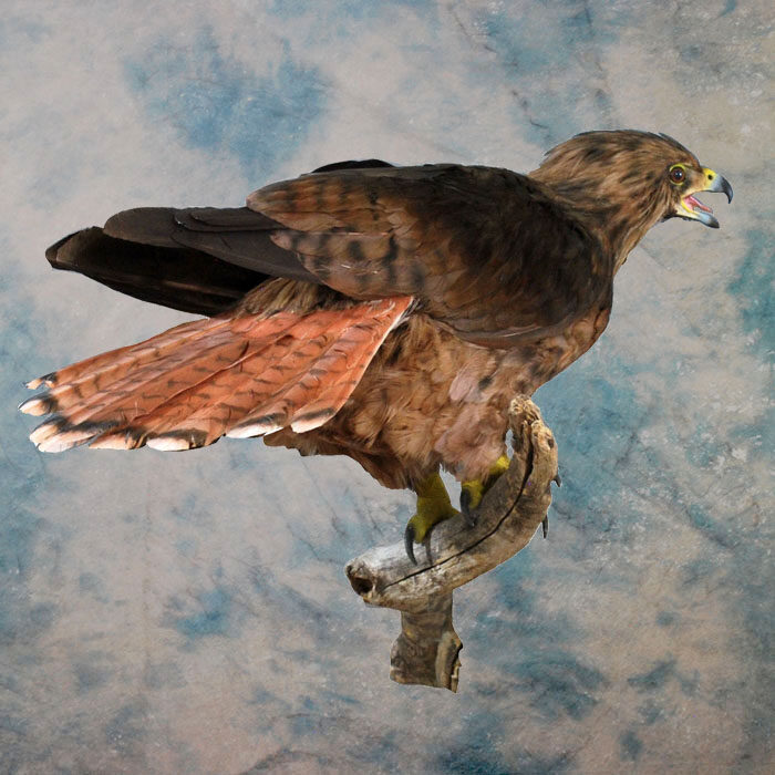 Red-Tailed Hawk Recreation Nevada bird taxidermy