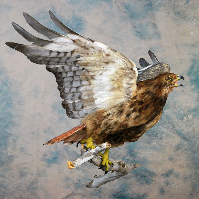 Red-Tailed Hawk Recreation Nevada bird taxidermy