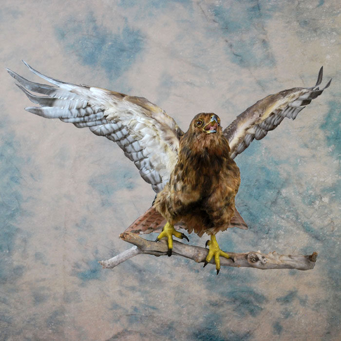 Red-Tailed Hawk Recreation Nevada bird taxidermy