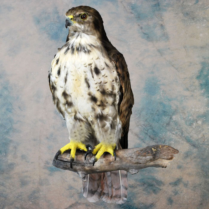 Red-Tailed Hawk Recreation Nevada bird taxidermy