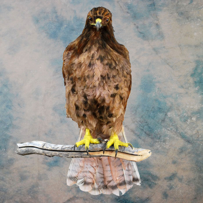 Red-Tailed Hawk Recreation Nevada bird taxidermy