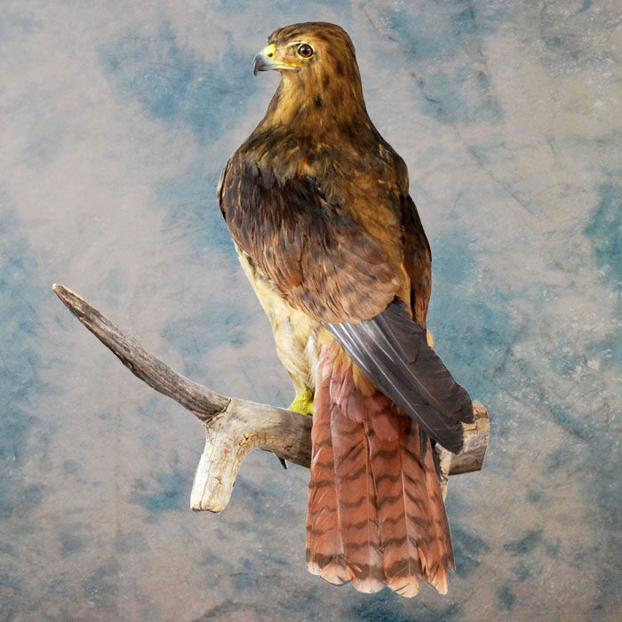 Red-Tailed Hawk Recreation Nevada bird taxidermy